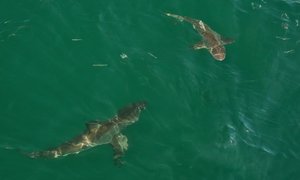 Bronze Whaler Sharks visit Marine Dynamics Shark Tours cage diving vessel Gansbaai